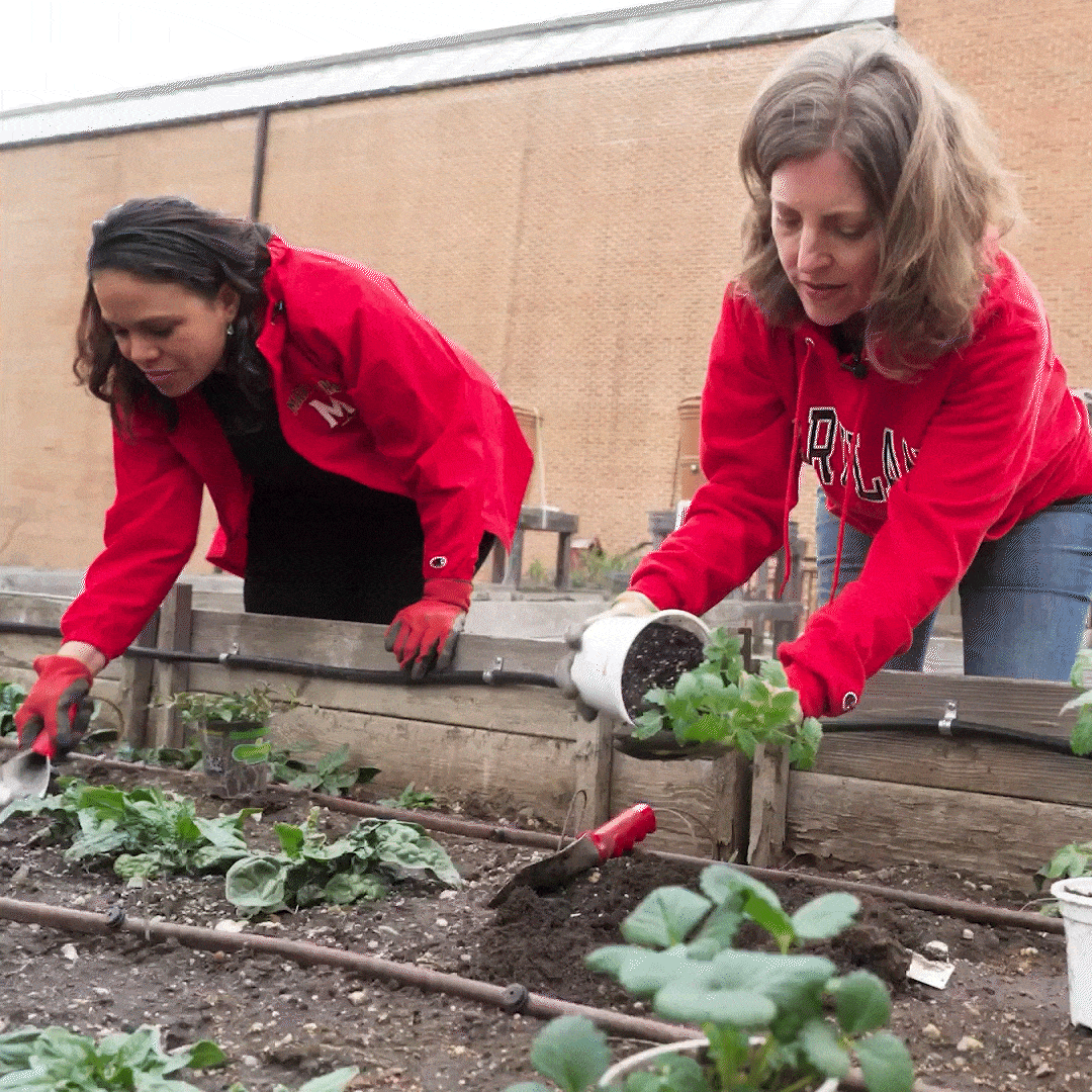 people gardening